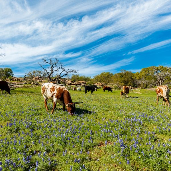 Simplifying Texas Retirement Planning: Essential Financial and Lifestyle Considerations